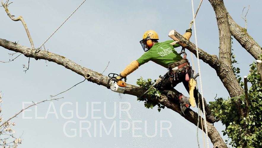 talents-nature-elagueur-grimpeur